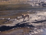 Mango is dipping her toes in the creek!  But the tail stays high and dry!