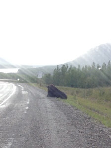 bison napping on road