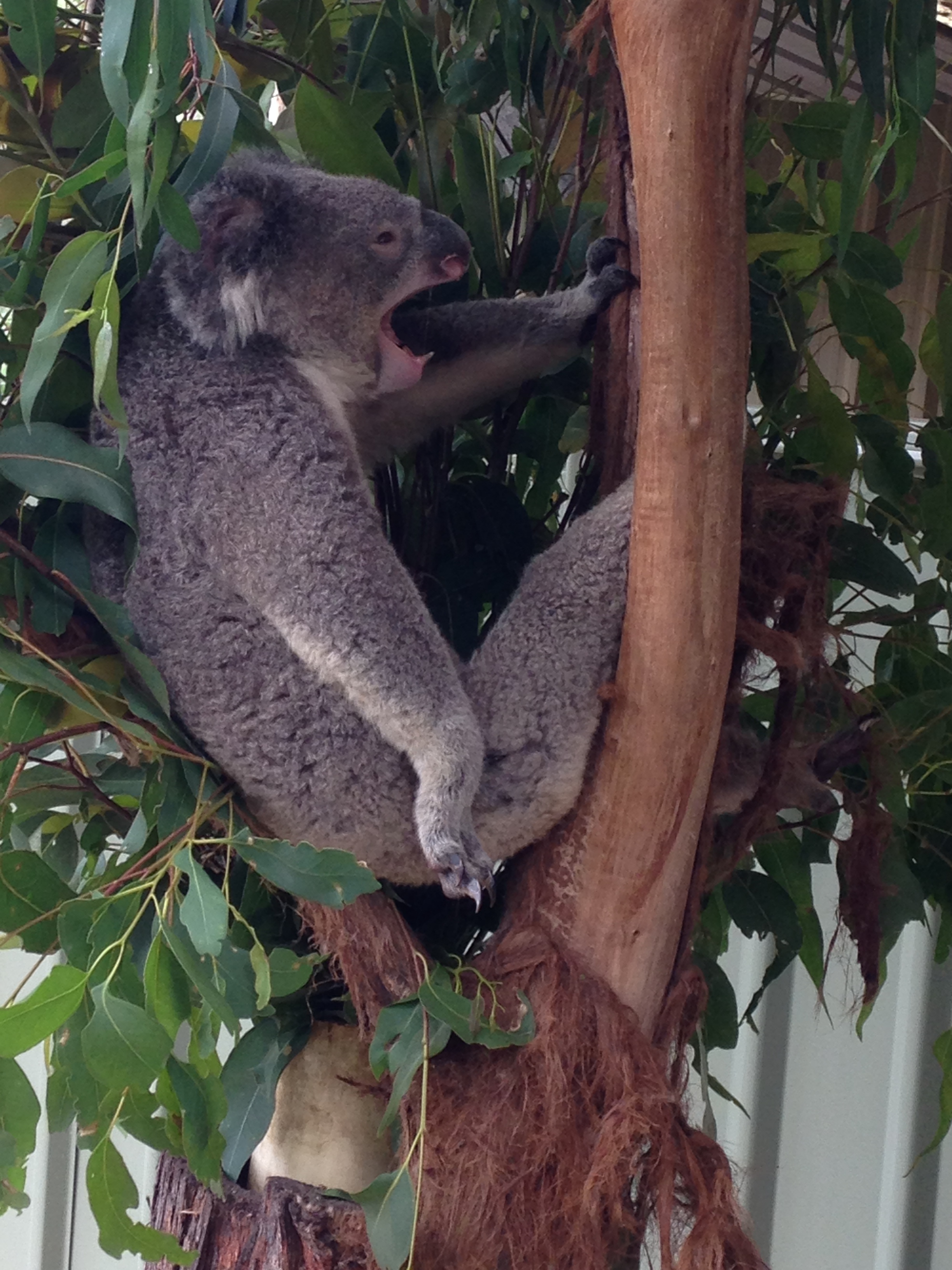 koala3.jpg