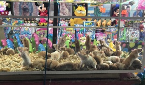catemaco hamsters