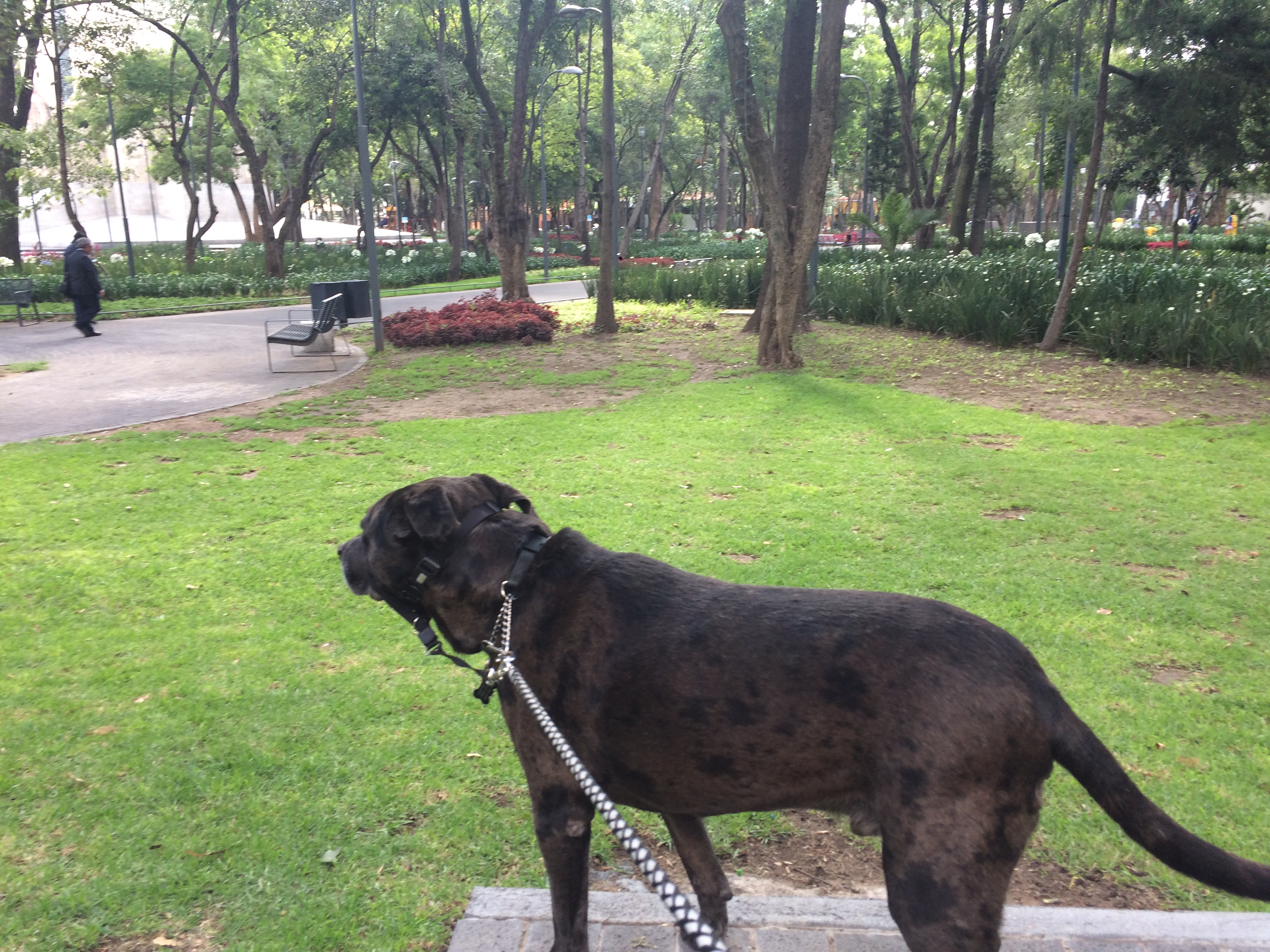 zeb in the park