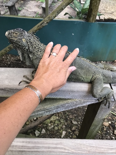 iguana petting.jpg