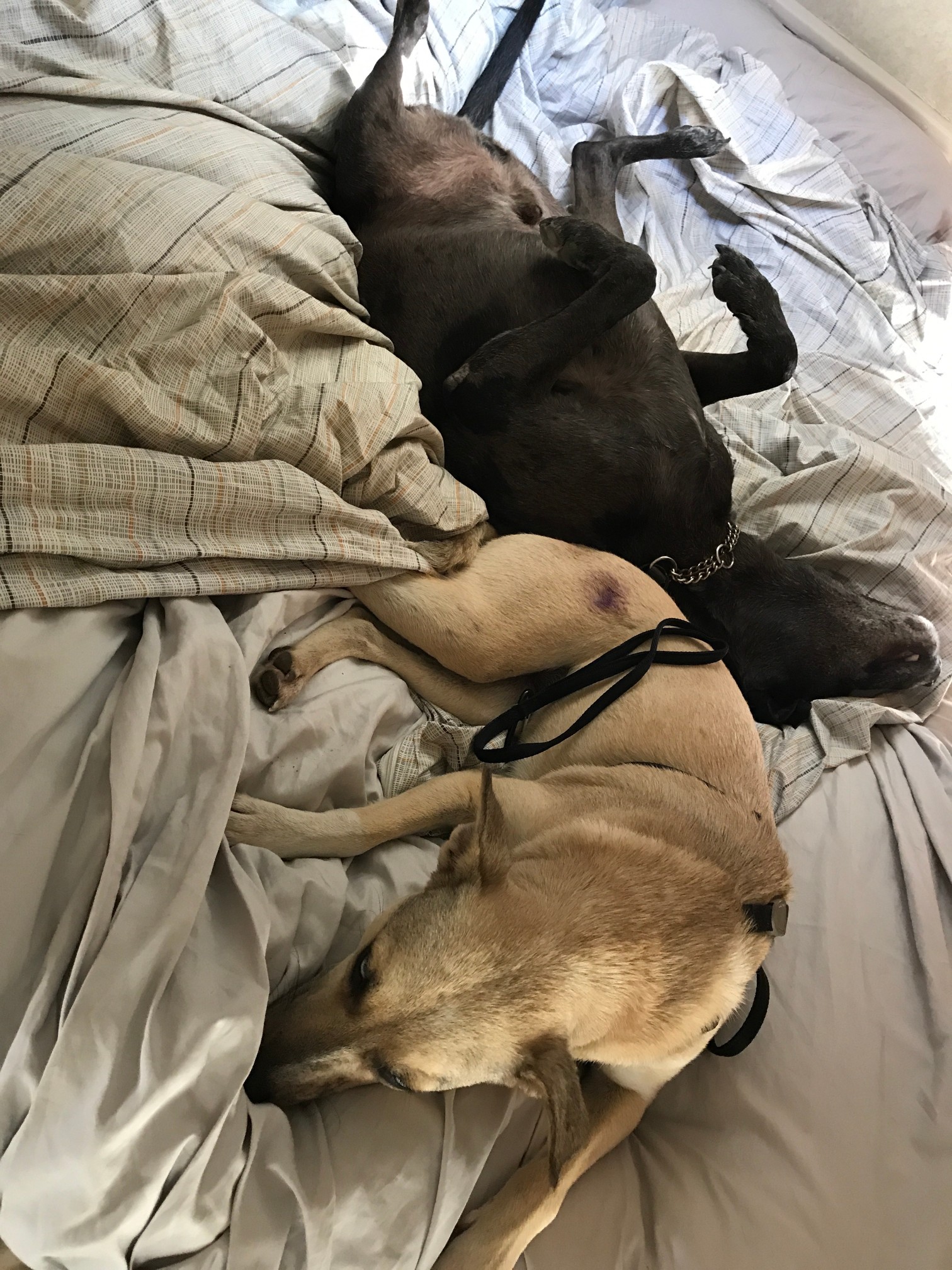 dogs on bed