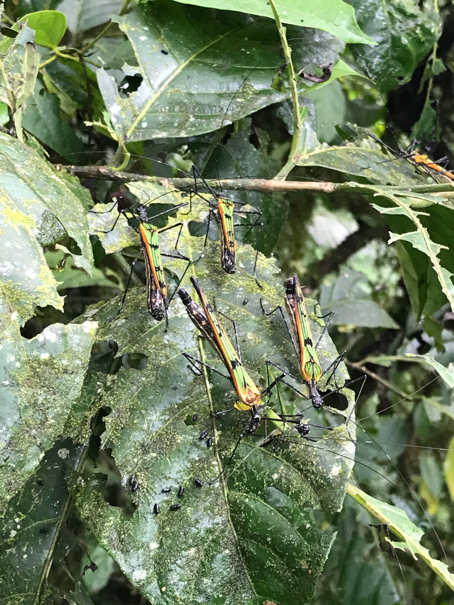 bugs on a leaf.jpg